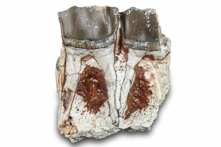 Fossil Running Rhino (Hyracodon) Jaw Section - South Dakota #281707